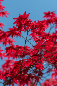 Brilliant ornamental maple leaves in front of blue sky Brilliant ornamental maple leaves in front of blue sky